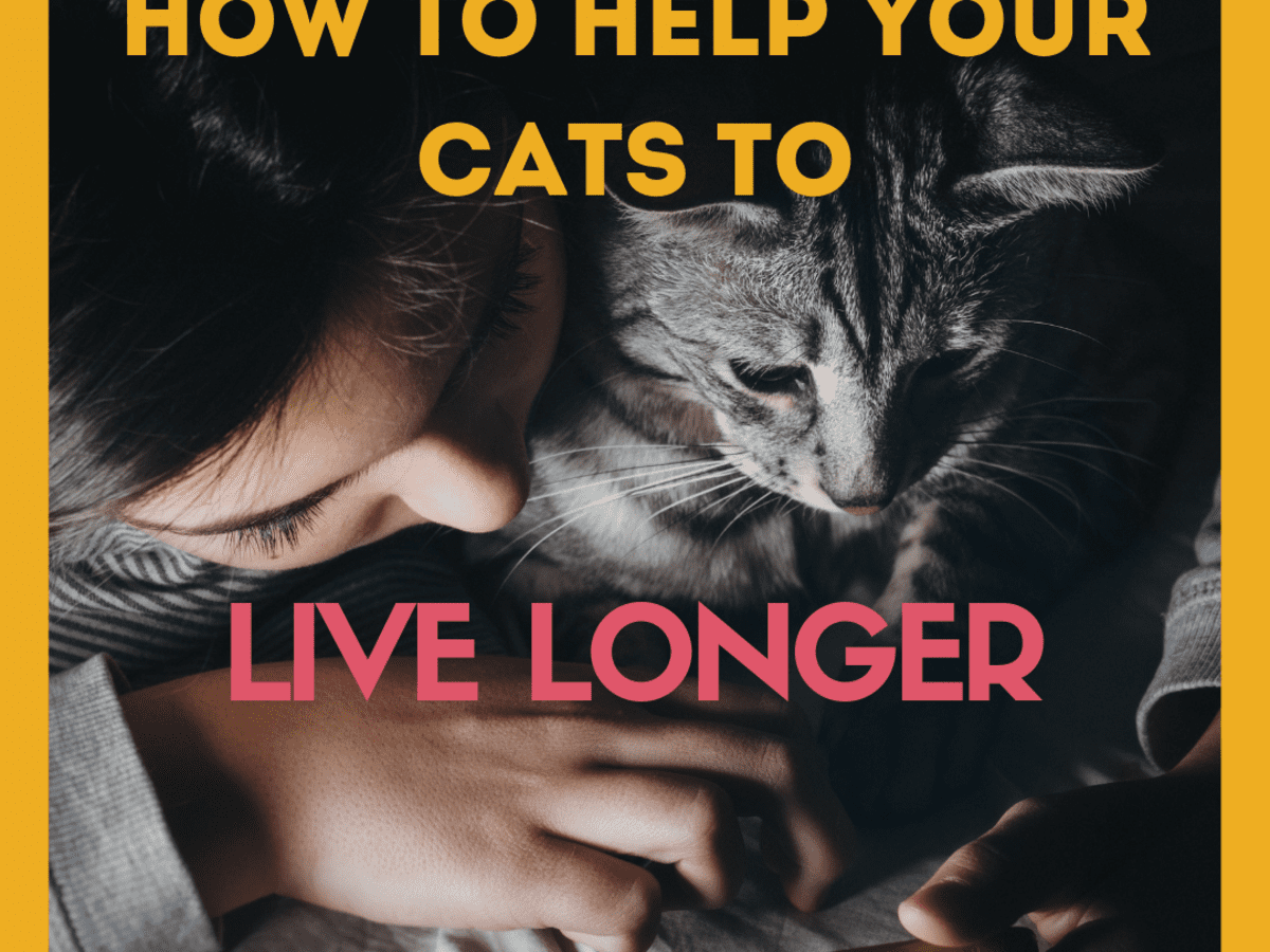 How To Help Your Cat Live Longer Pethelpful