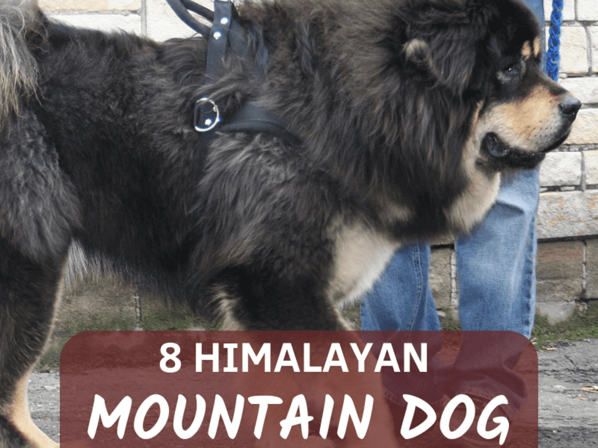 8 Breeds of Himalayan Mountain Dogs: Sheepdogs, Mastiffs, and More -  PetHelpful