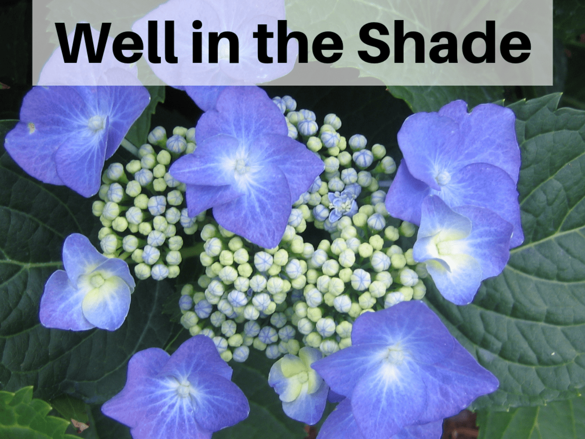 Plants That Will Grow In The Shade Dengarden