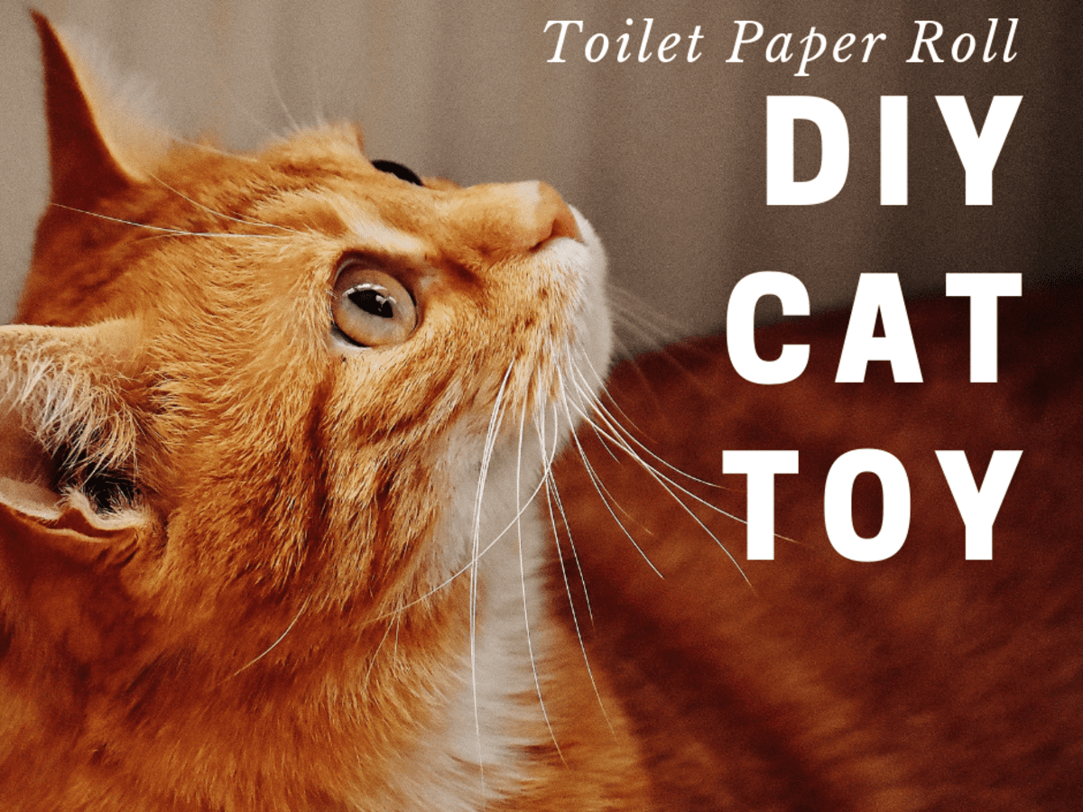 DIY Cat Toy Using a Toilet Paper Tube 