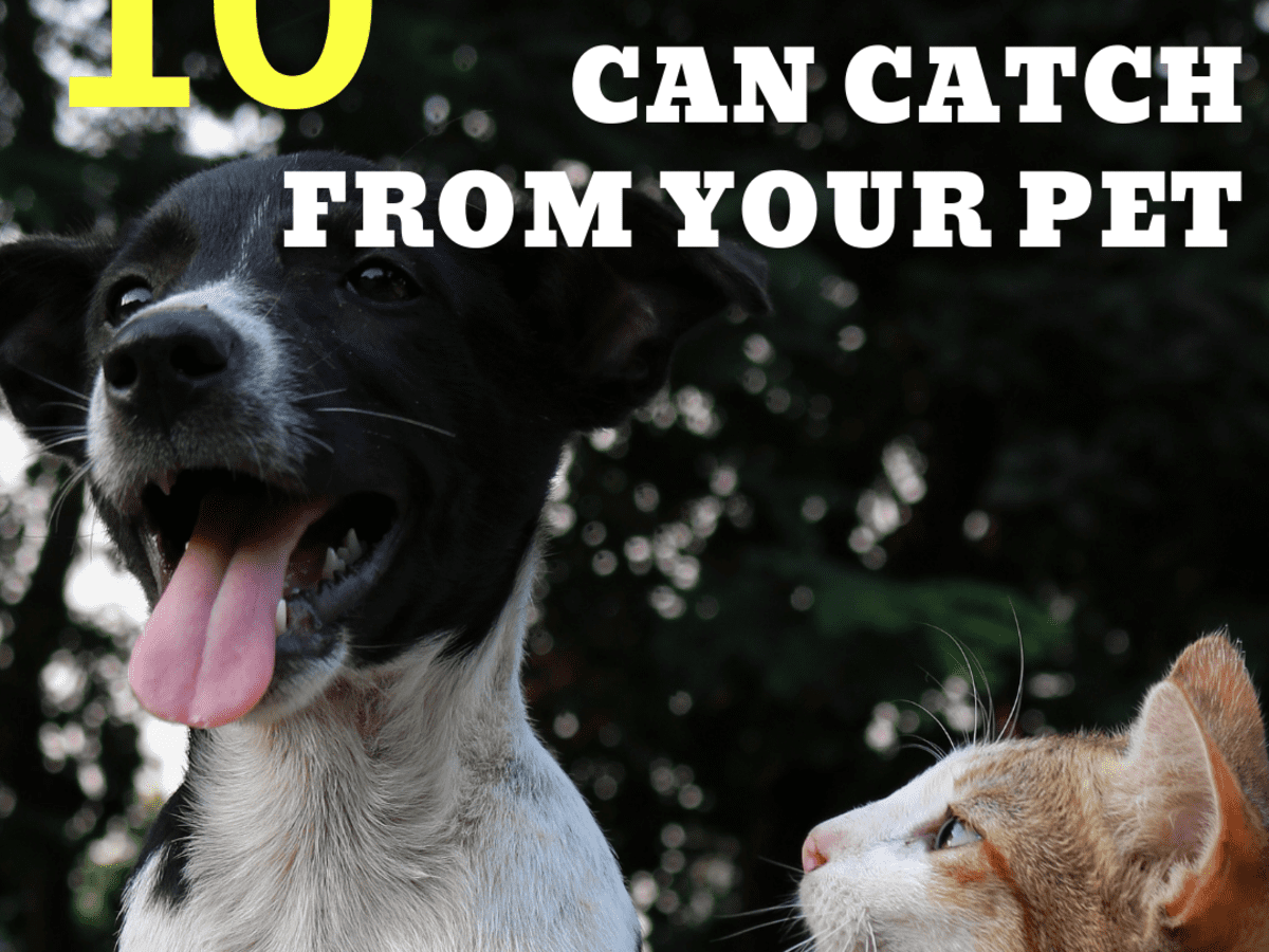 Can Humans Catch Diseases From Dogs