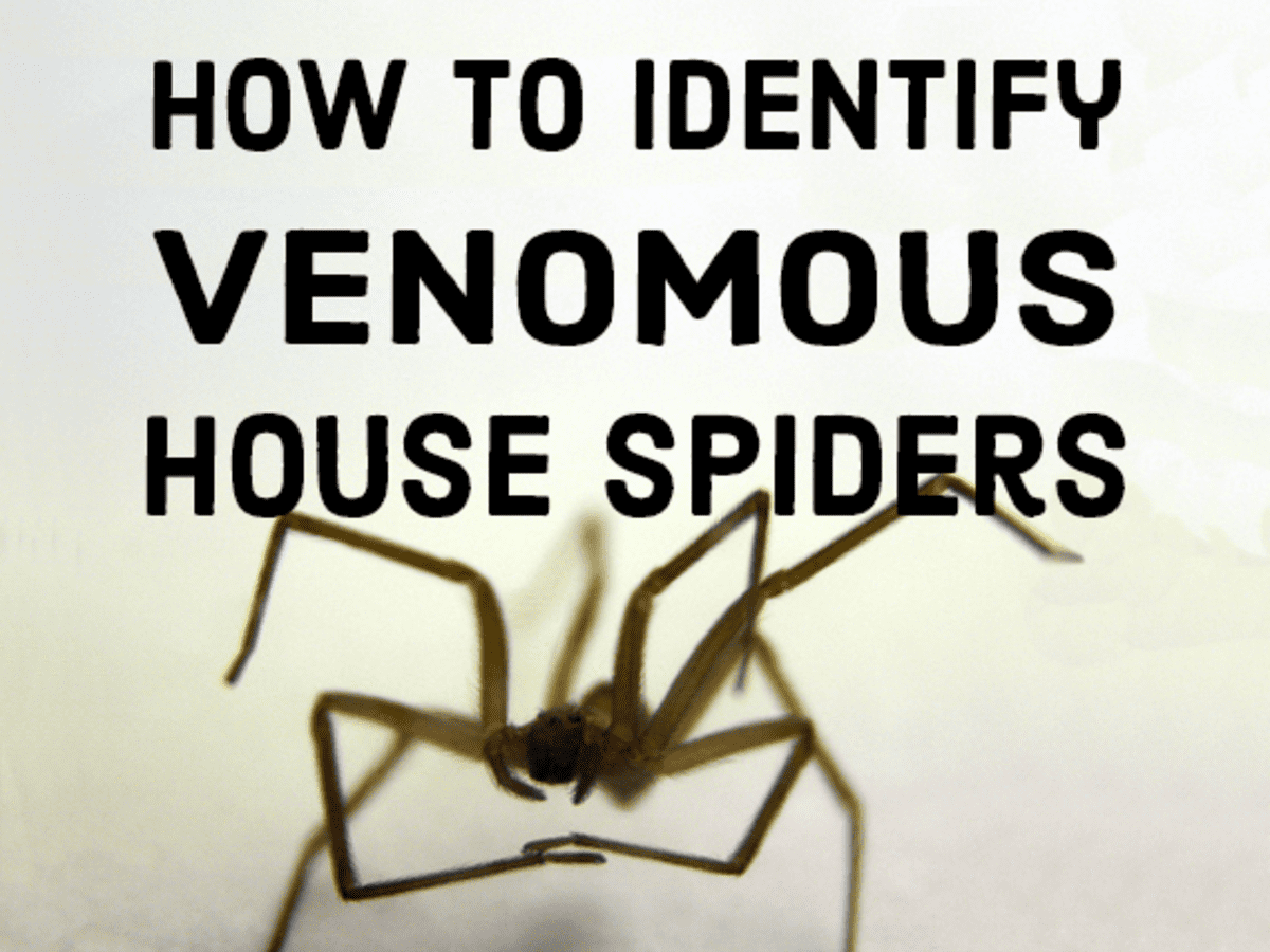 How to Identify Venomous House Spiders - Dengarden