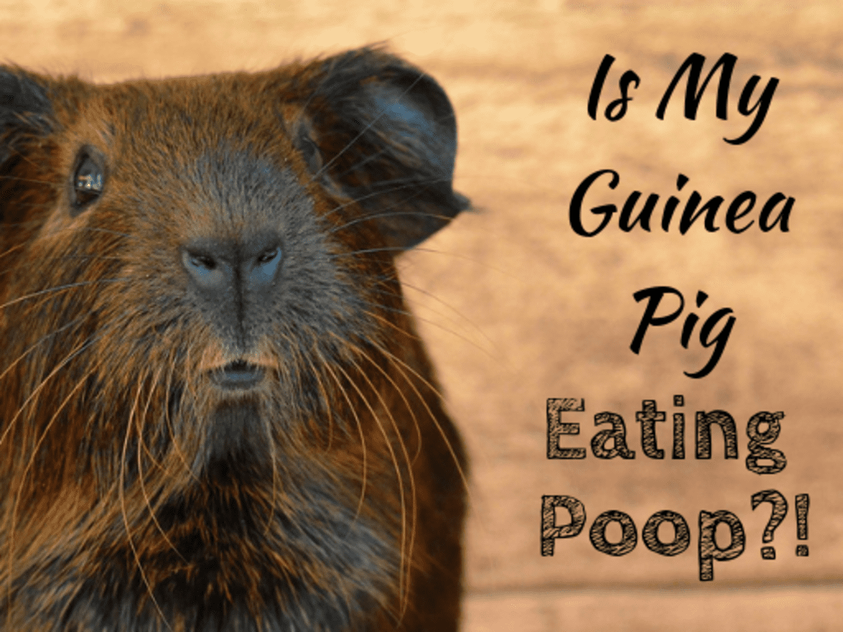 Is It Ok For Dogs To Eat Guinea Pig Poop