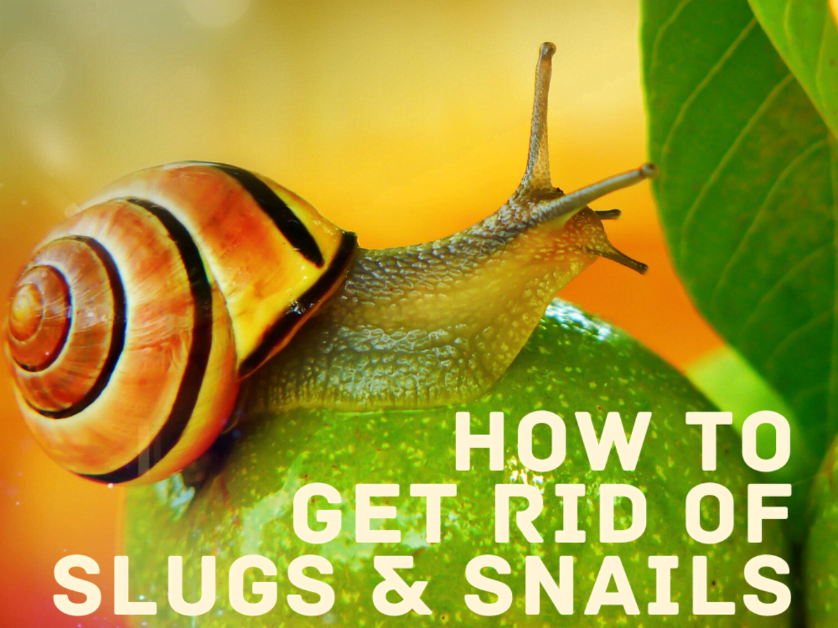 9 Sure Ways to Get Rid of Snails and Slugs in Your House and Garden -  Dengarden
