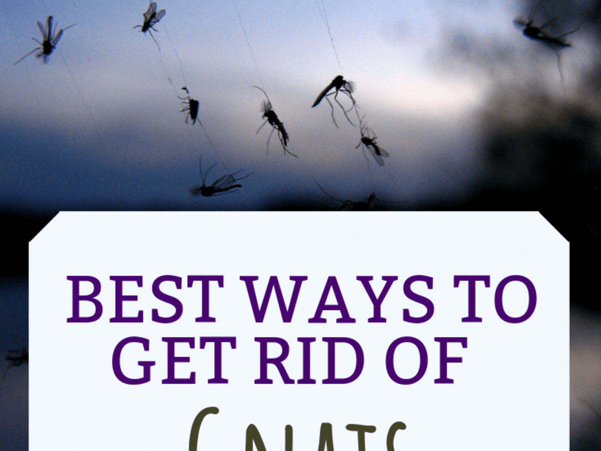 how to get rid of gnats around my dog
