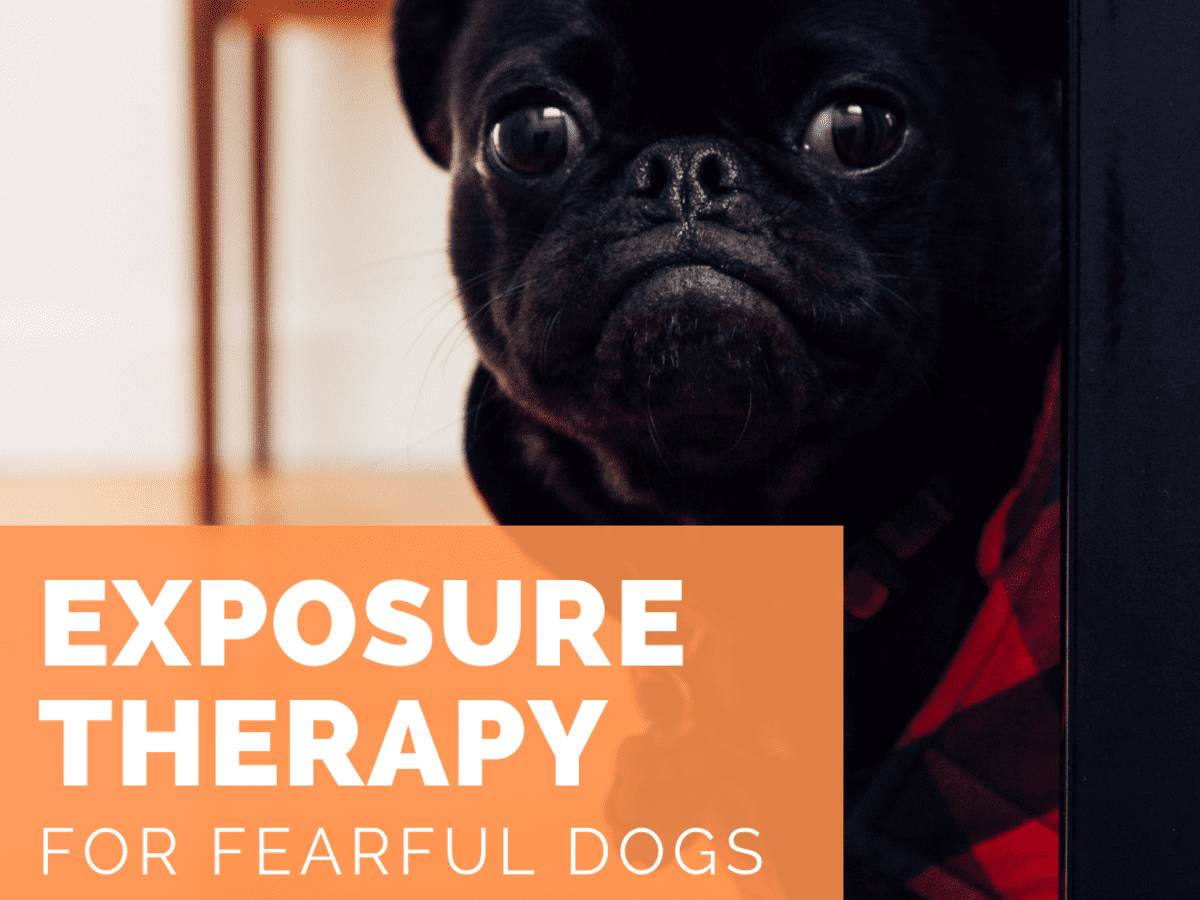 dog phobia therapy