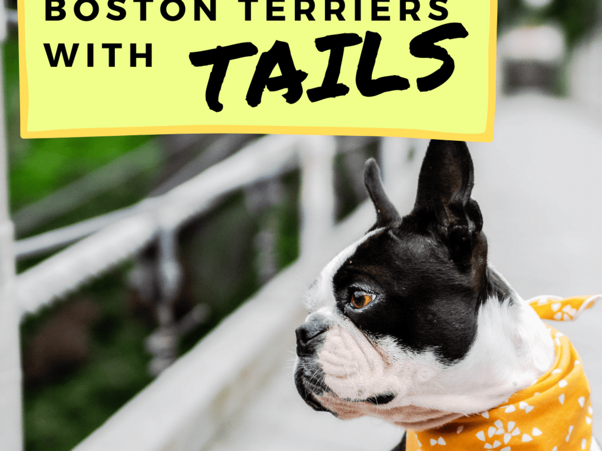 are boston terriers dangerous