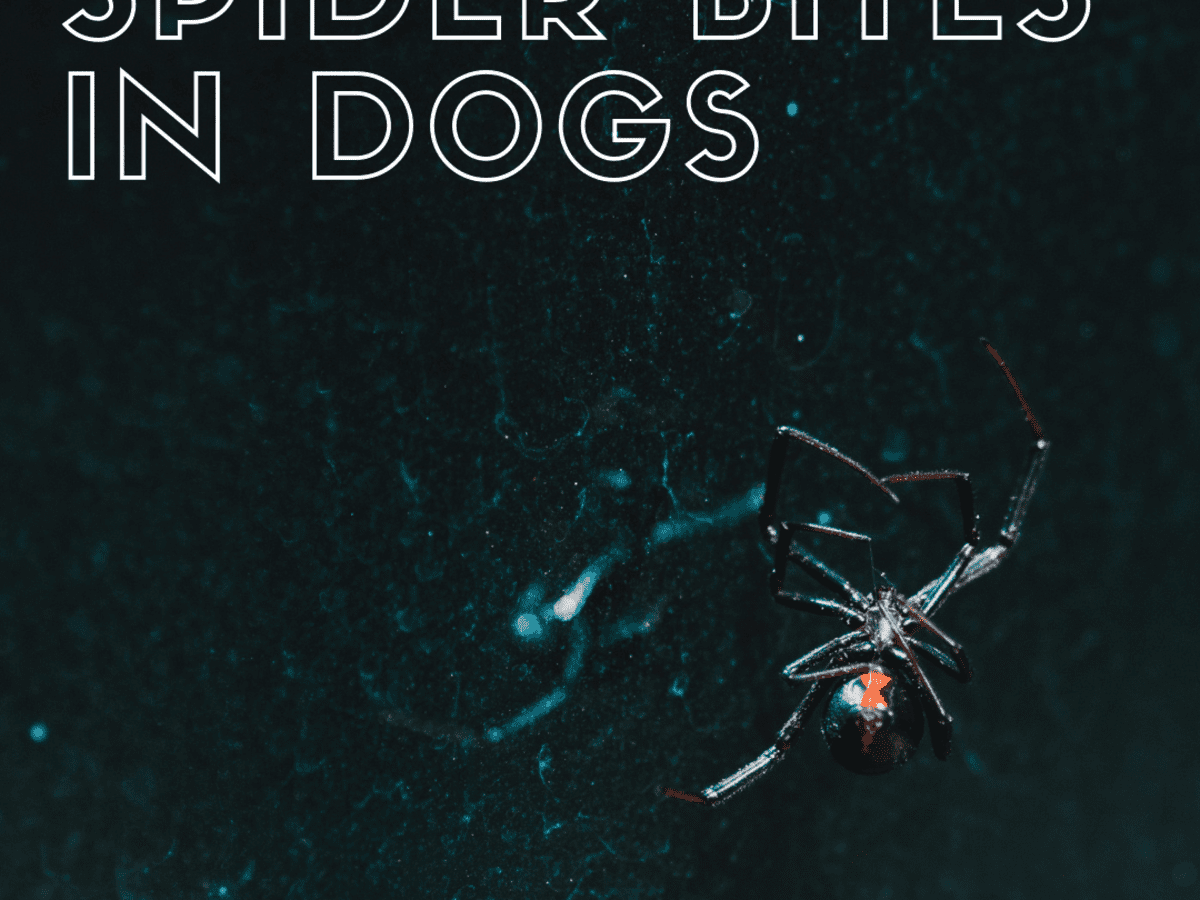 The Danger of Spider Bites to Your Dog (With Photos) - PetHelpful