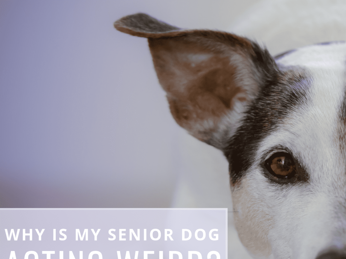 Do Dogs Personalities Change With Age