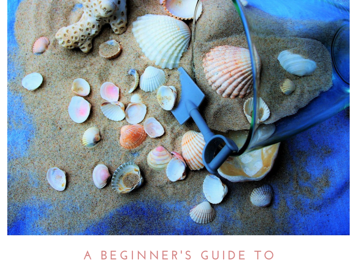 A Beginner's Guide to Collecting Seashells as a Hobby - HobbyLark