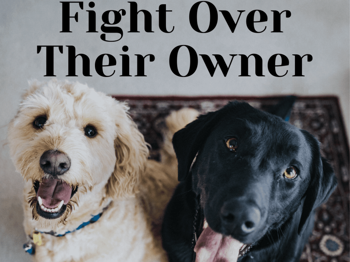 how to get my dogs to stop fighting each other
