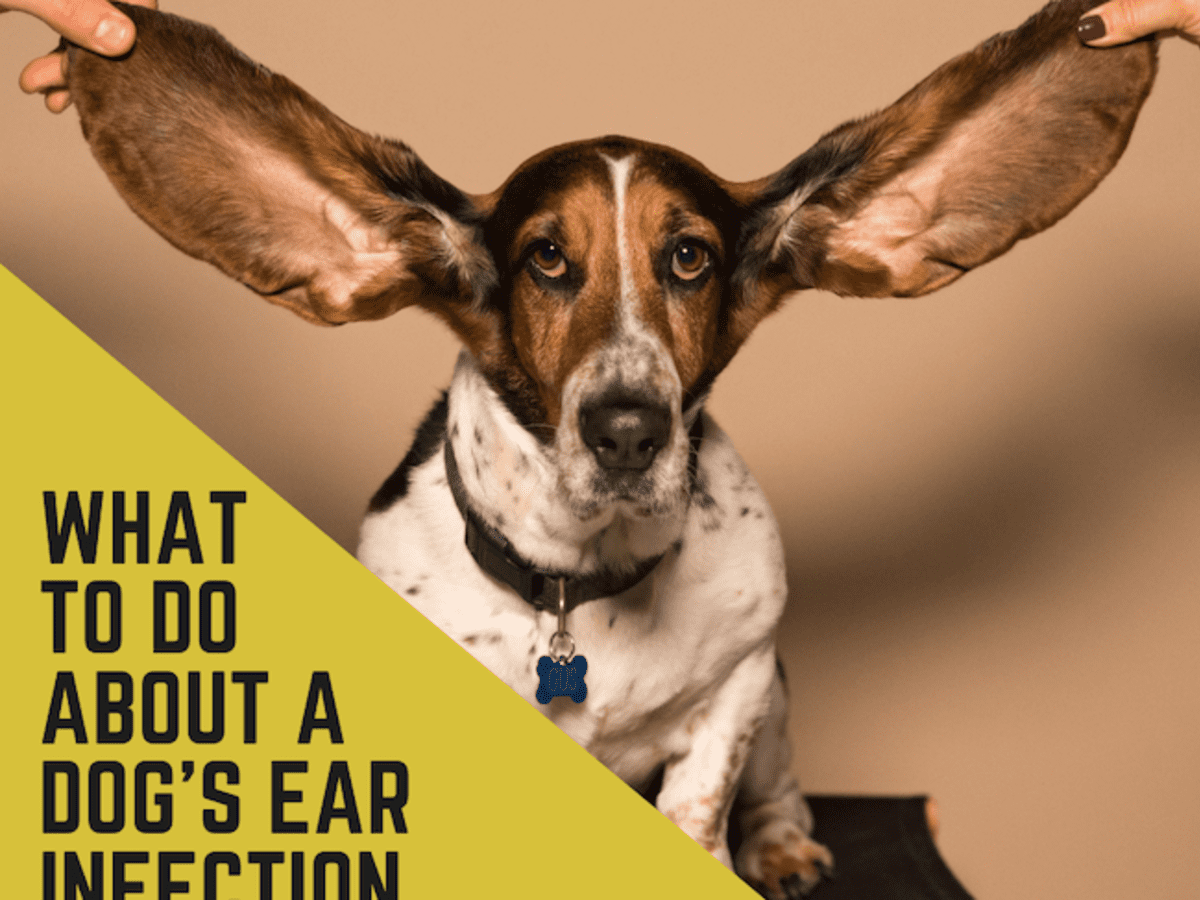 bnt ear treatment for dogs side effects