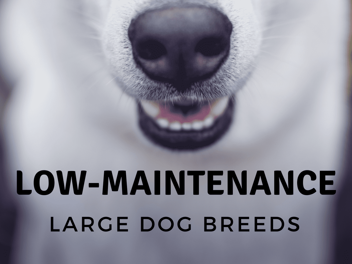 whats the most low maintenance dog