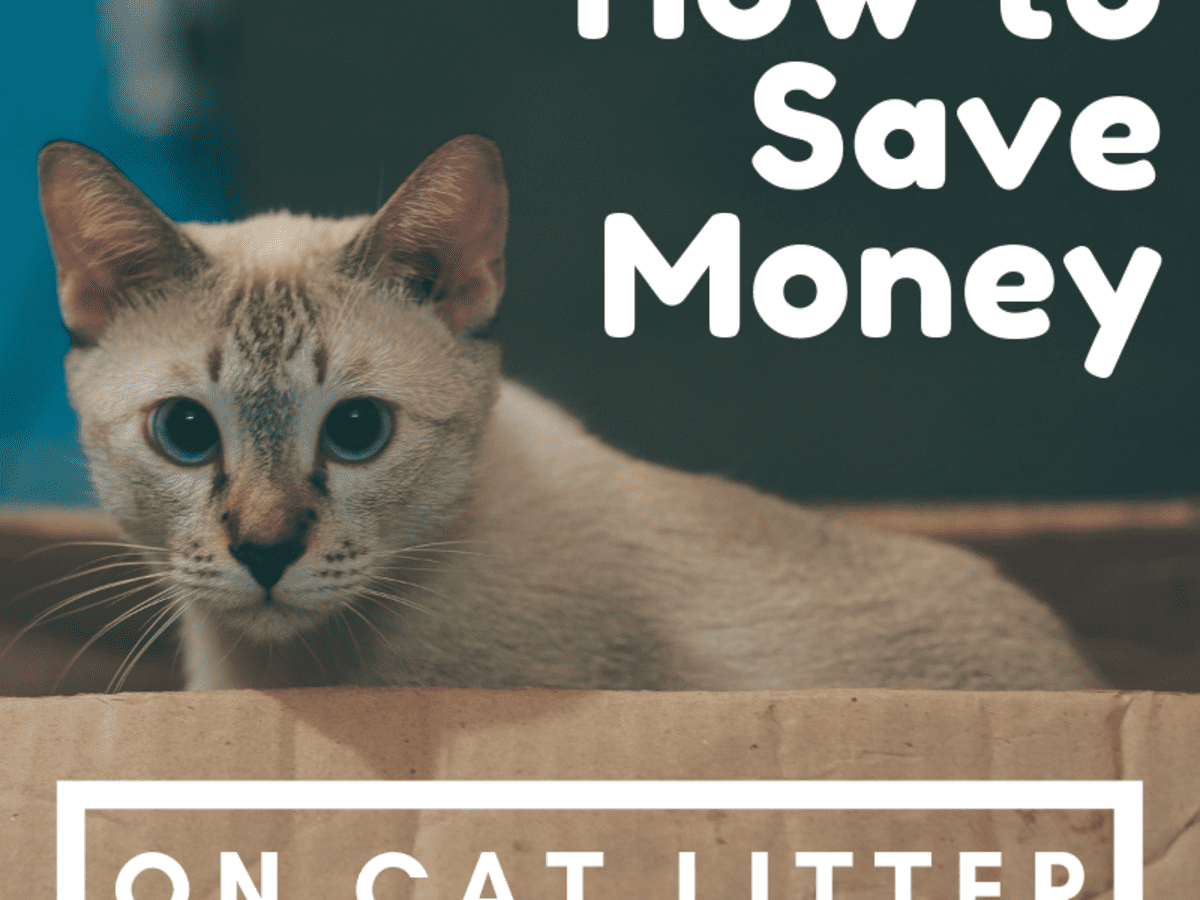 cat litter options