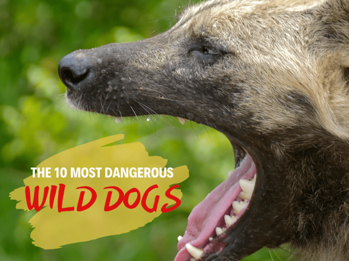 Top 10 Most Dangerous Wild Dogs Tanukis Dingoes And More Pethelpful