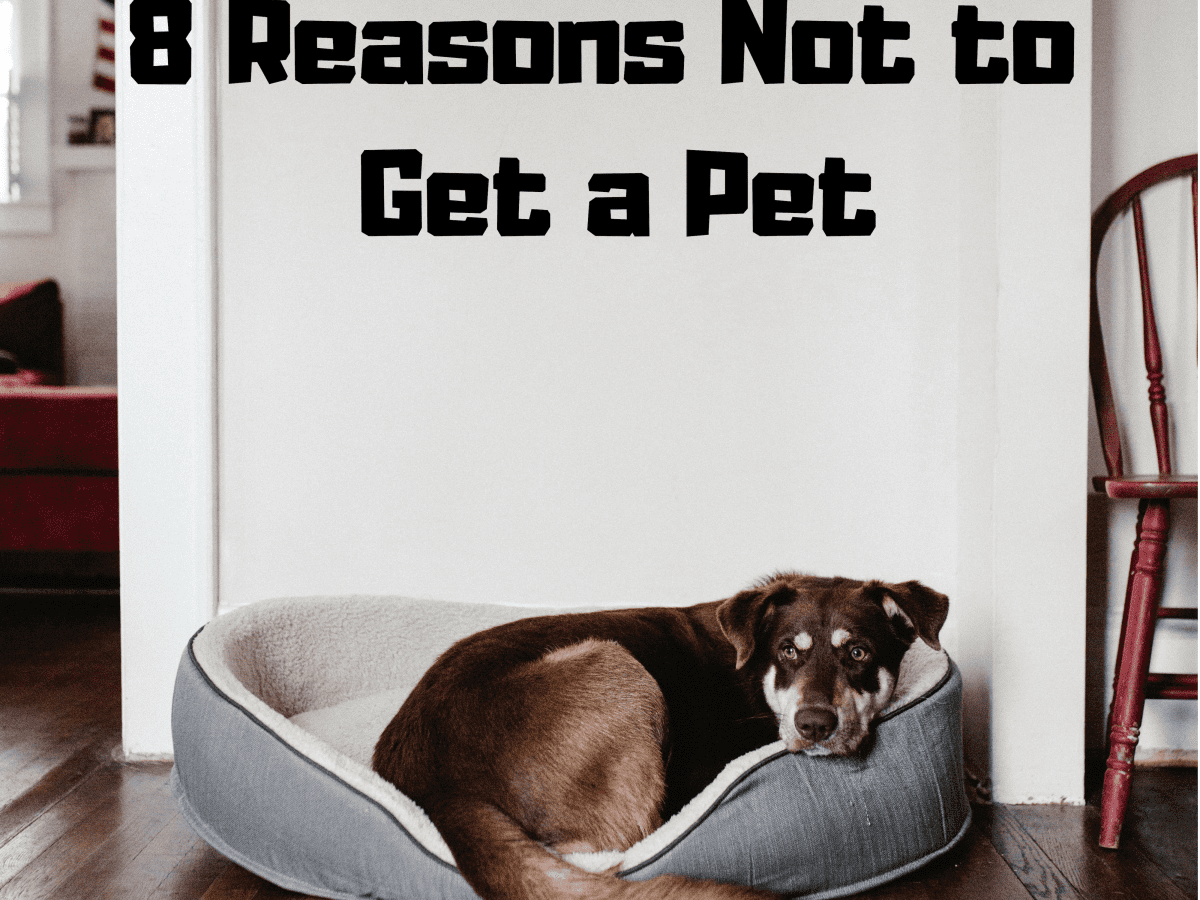 8 Top Reasons Not to Get a Pet - PetHelpful