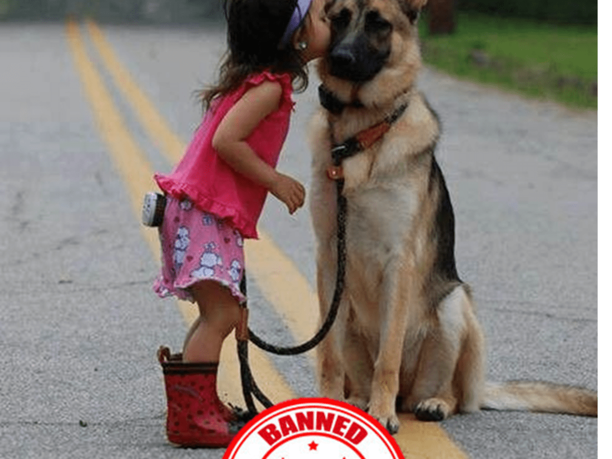 which dogs are banned in uae