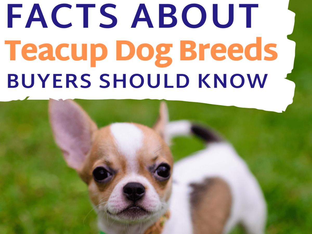 Facts About Teacup Dog Breeds Prospective Buyers Should Know - PetHelpful