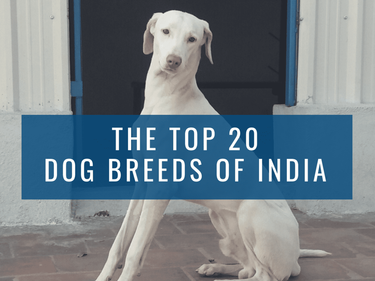 Top 20 Indian Dog Breeds: Purchasing Price and Care - PetHelpful