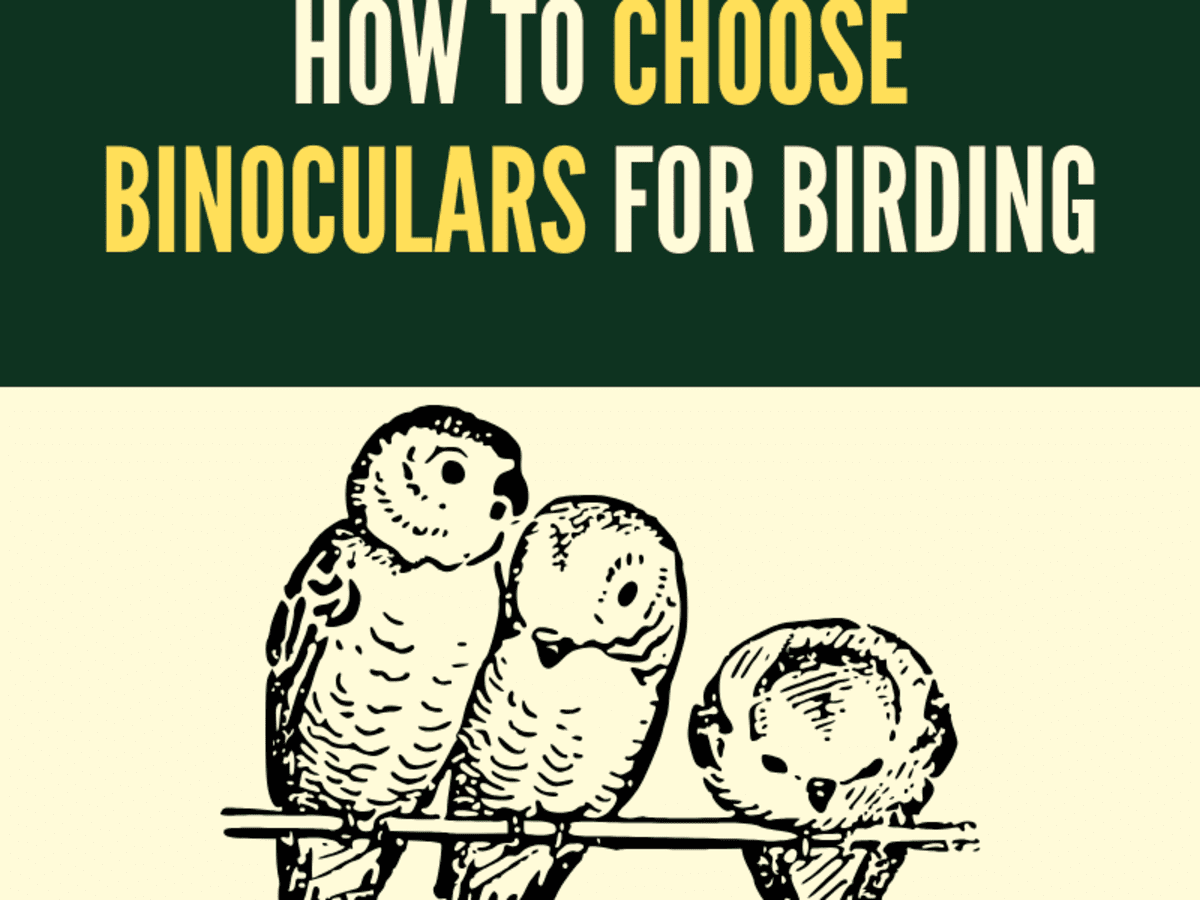 How to Choose and Use Binoculars for Birding: Complete Guide