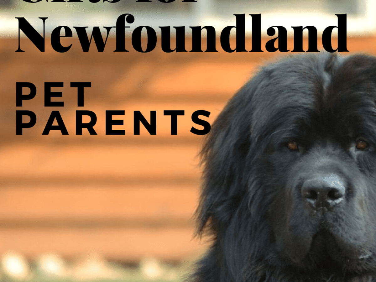 Newfoundland dog items Clearance