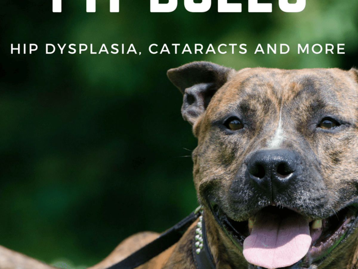 what health problems do pitbulls have