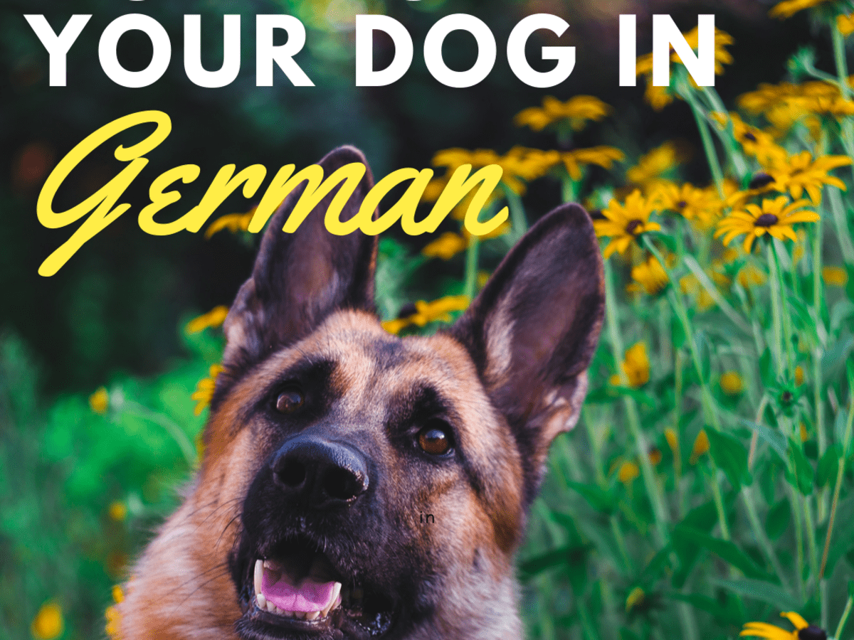 A Guide To Training A Dog German Commands Pethelpful