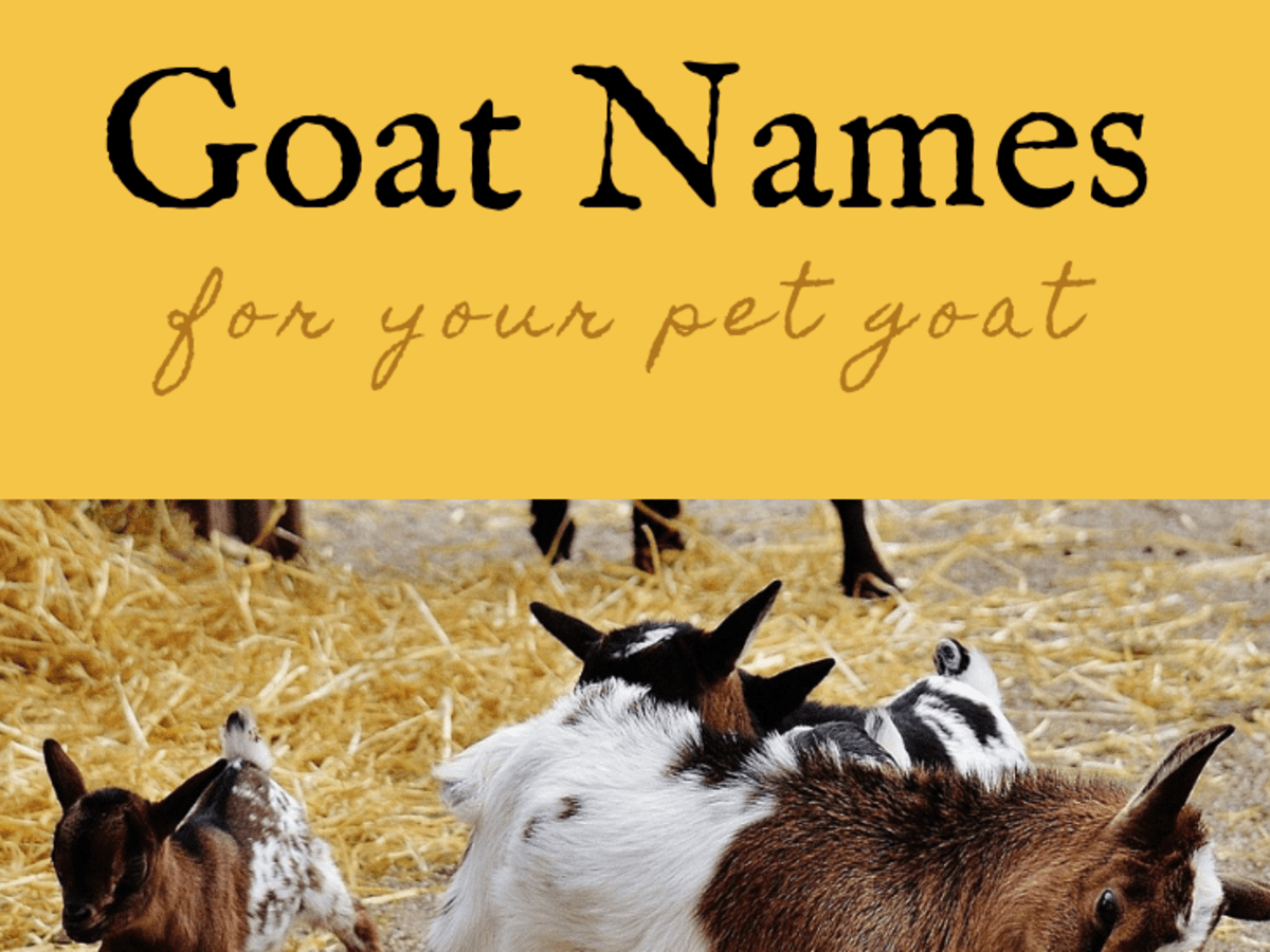 350 Pet Goat Names For Your New Goat From Angus To Waffles Pethelpful