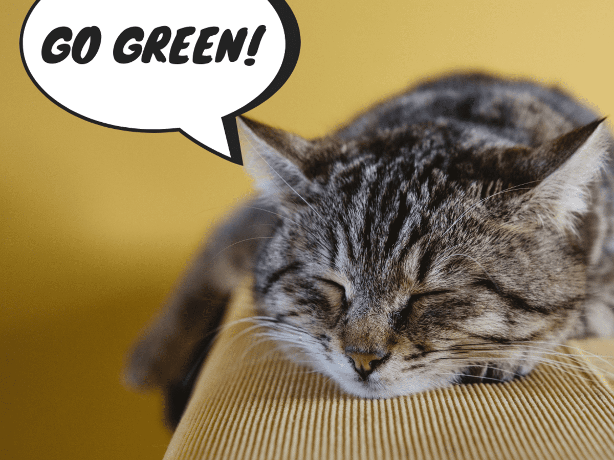 exquisicat cat litter