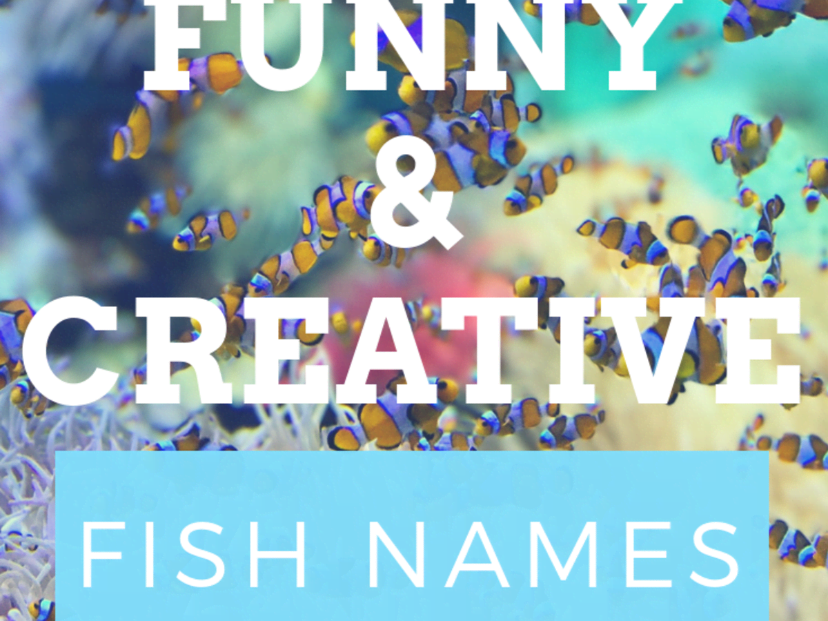 300 Funny And Clever Fish Names Pethelpful