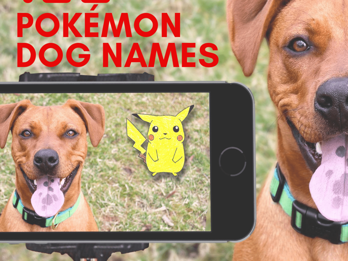 150 Pokemon Names For Dogs Pethelpful