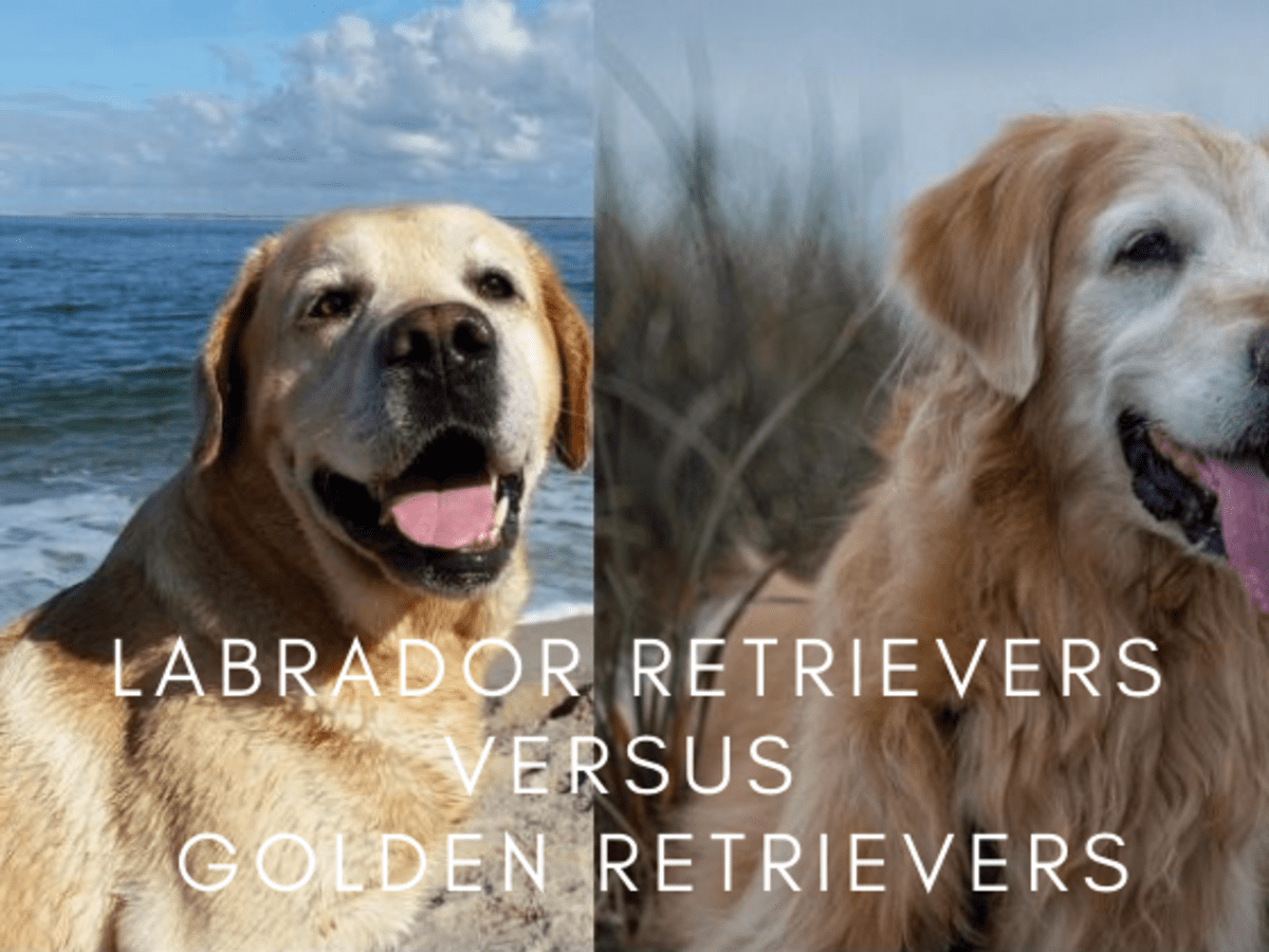 are labradors and golden retrievers the same dog
