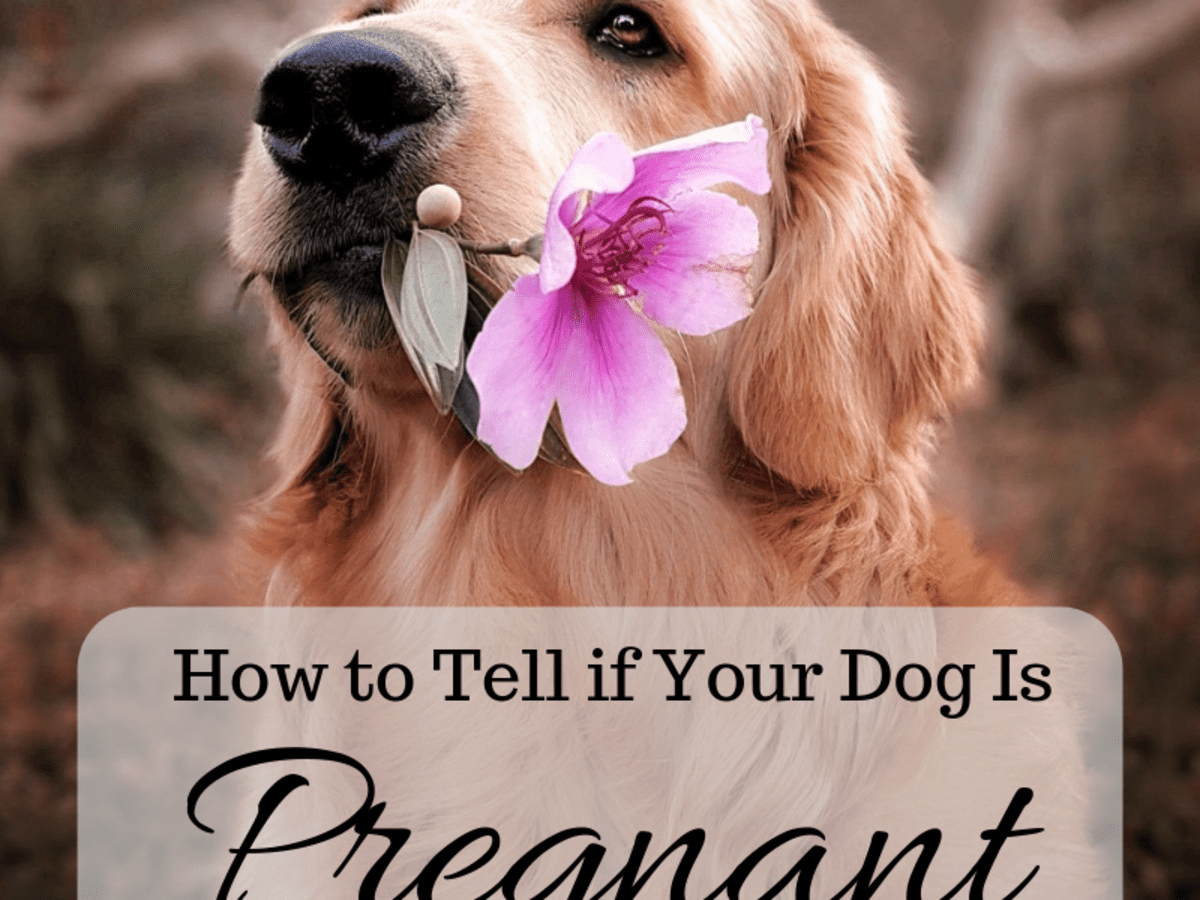 How to Tell If Your Dog Is Pregnant: Signs and Home Pregnancy Tests -  PetHelpful