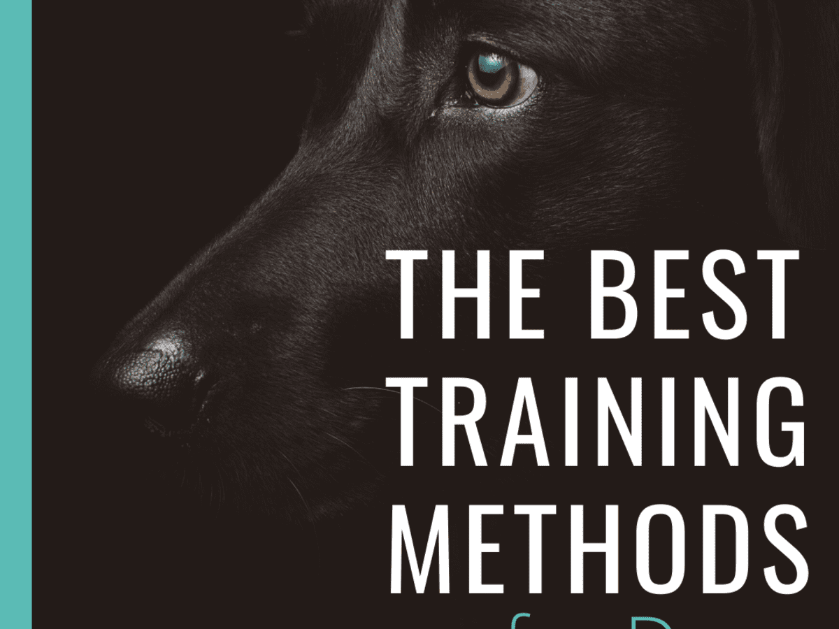 Dog Training Classes Vancouver