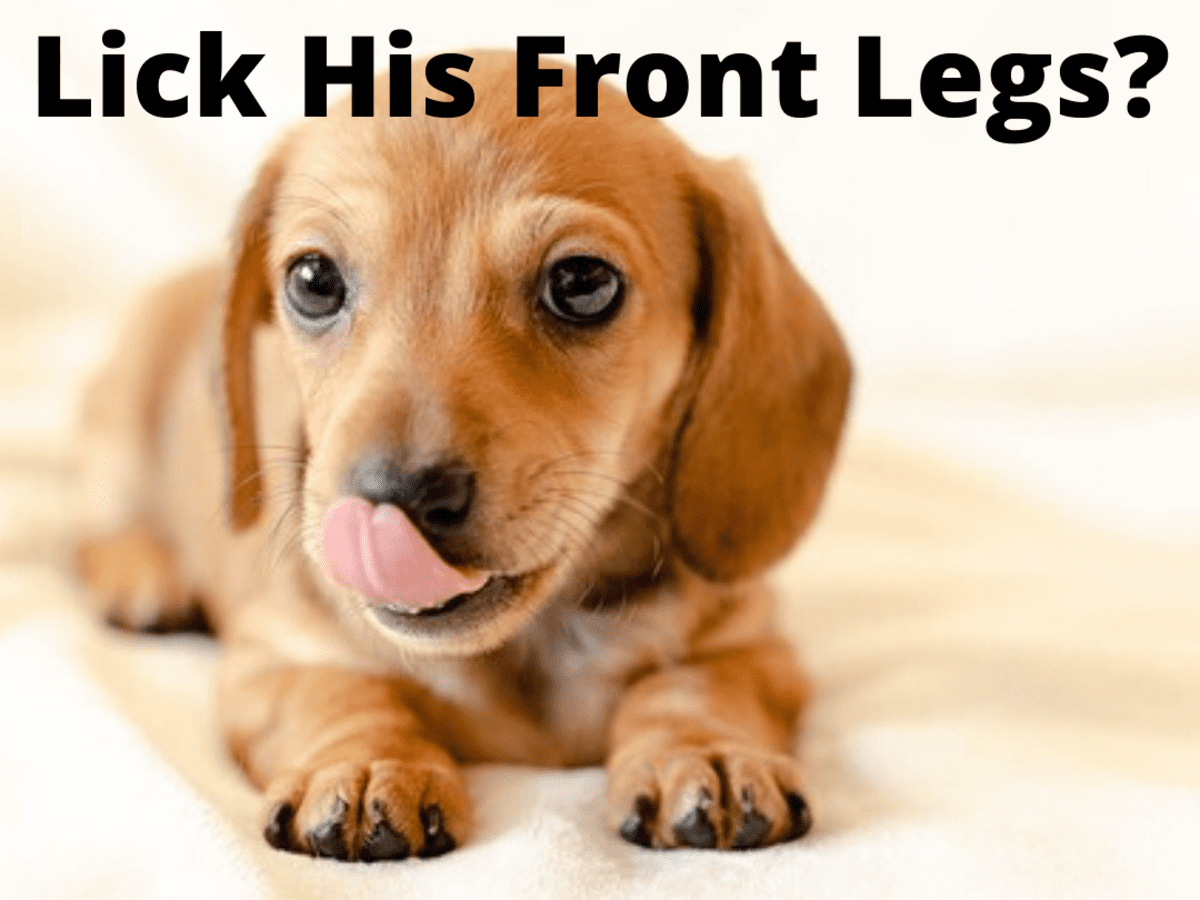 What does it mean when dogs lick their legs a lot