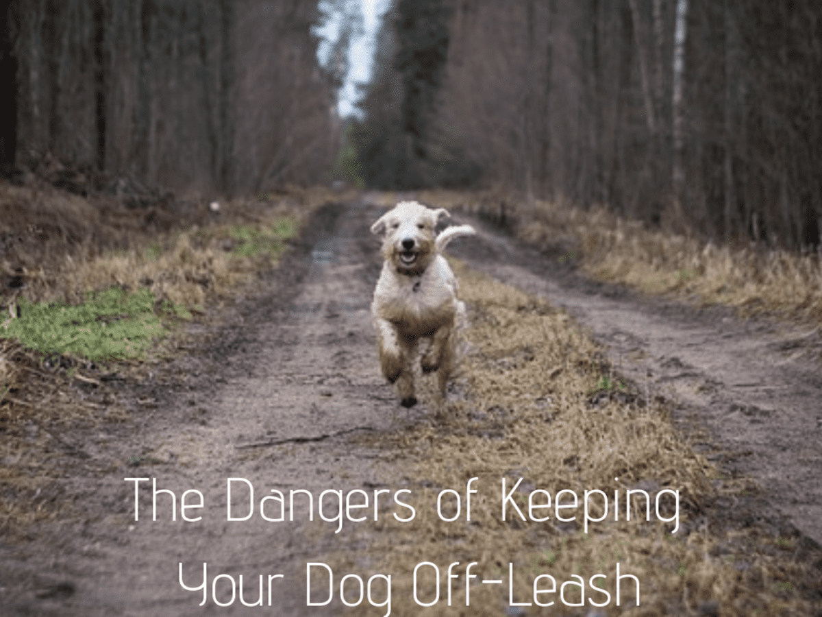 can dogs be off leash in public