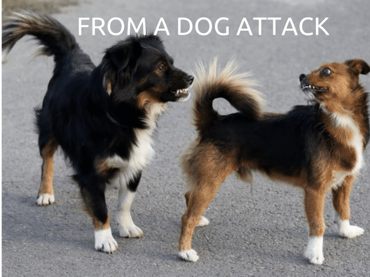 can a dog be traumatized after being attacked