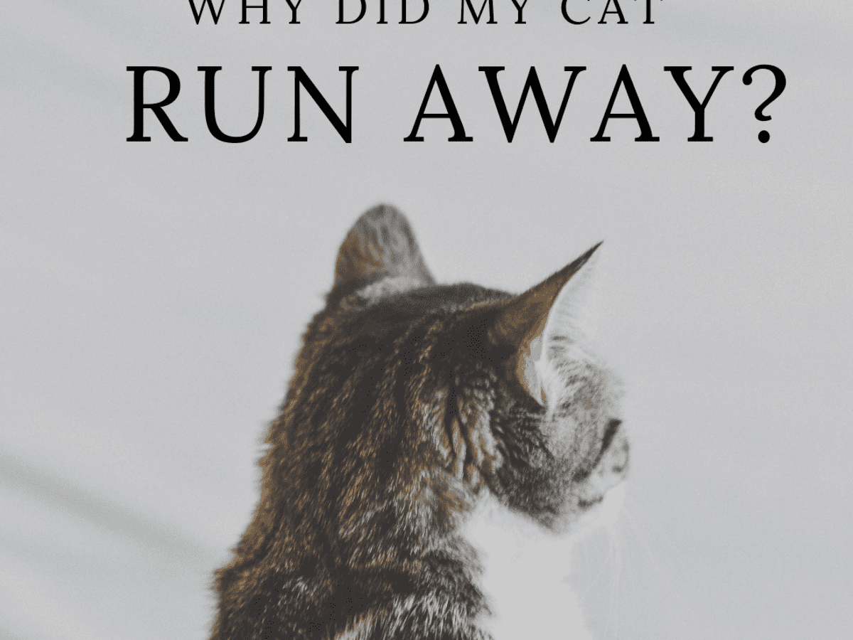 Why Do Cats Run Away and Leave Home or Not Come Back? - PetHelpful