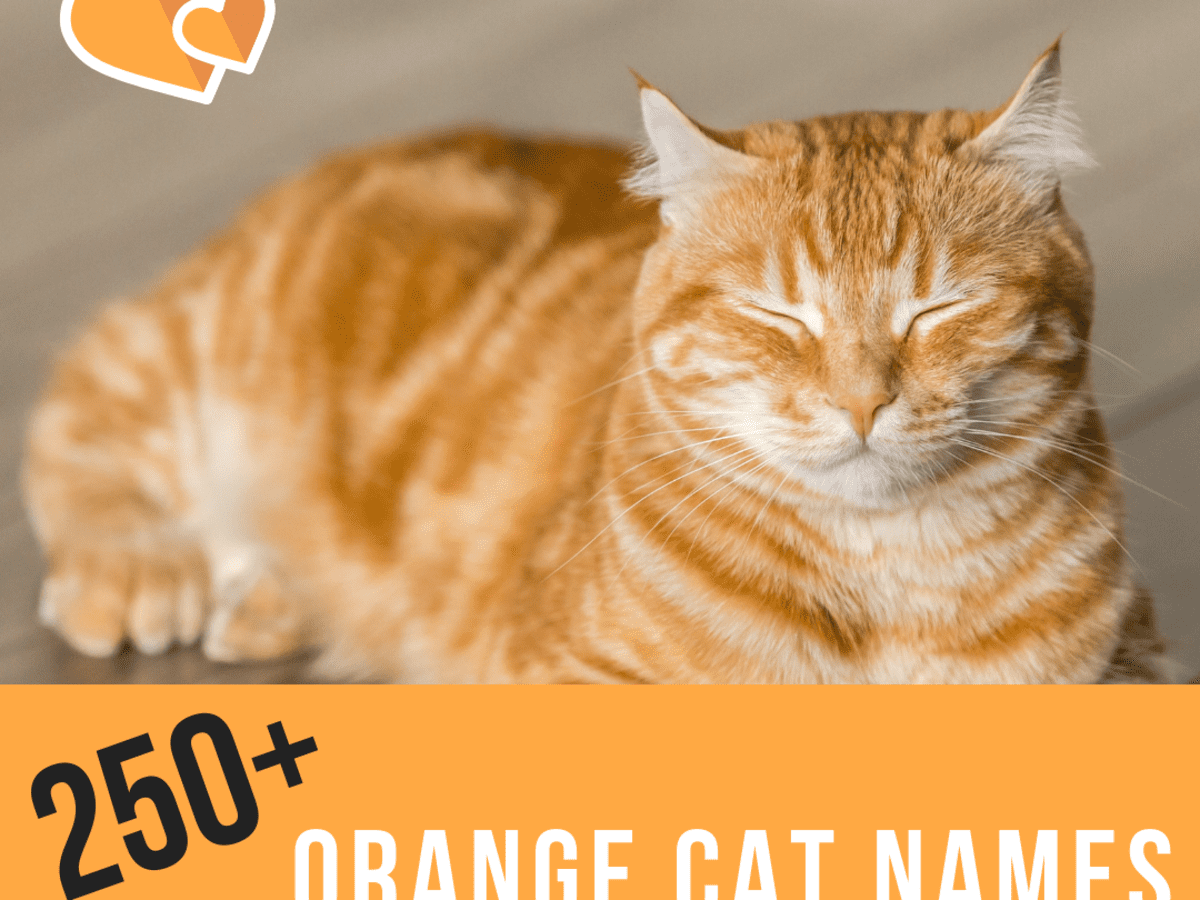 The 250 Most Popular Cute Cat Names