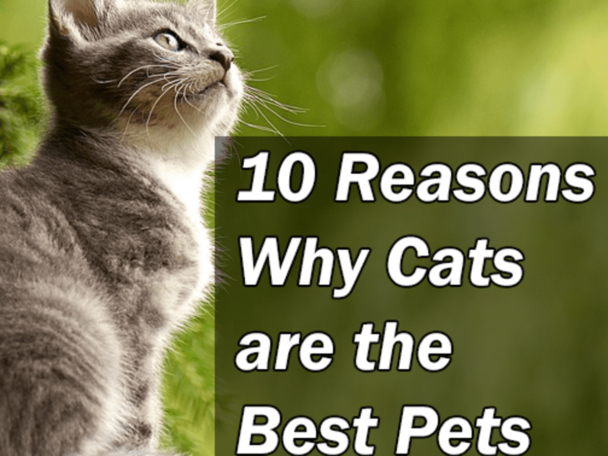 10 Reasons Why Cats Are the Best Pets - PetHelpful