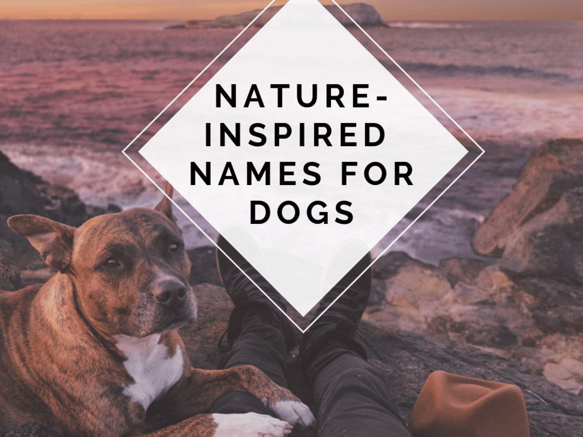 100 Nature Dog Names With Meaning Pethelpful