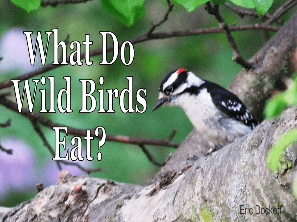 wild birds eat