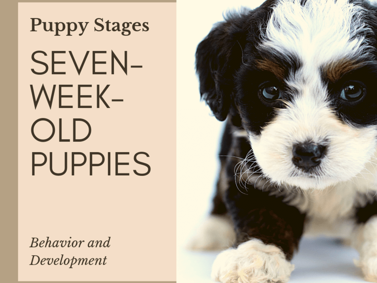 stages of growth 7 week old puppy development