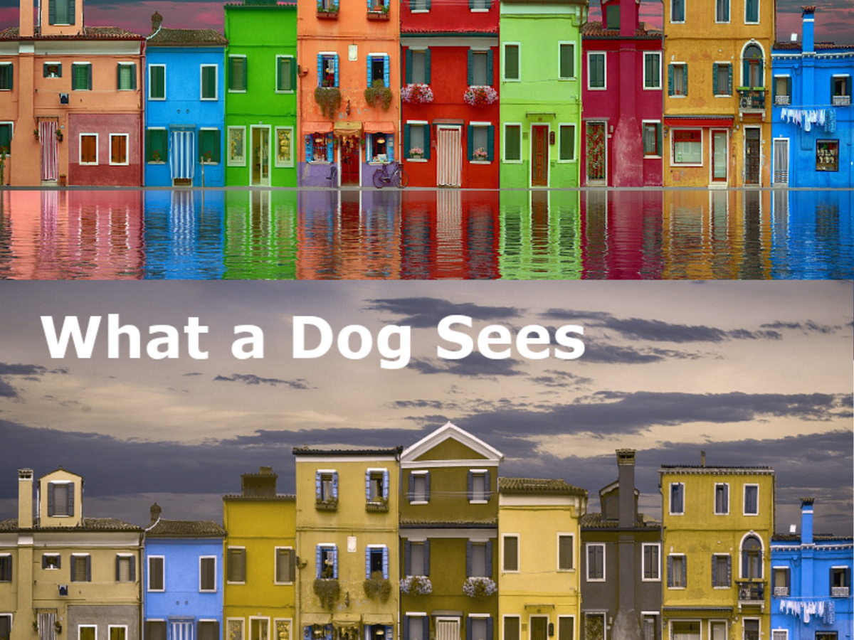 are cats colorblind like dogs