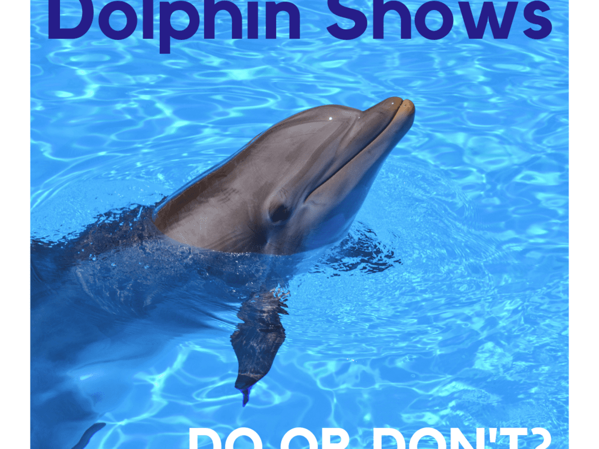 dolphin vr settings low performance slowdowns