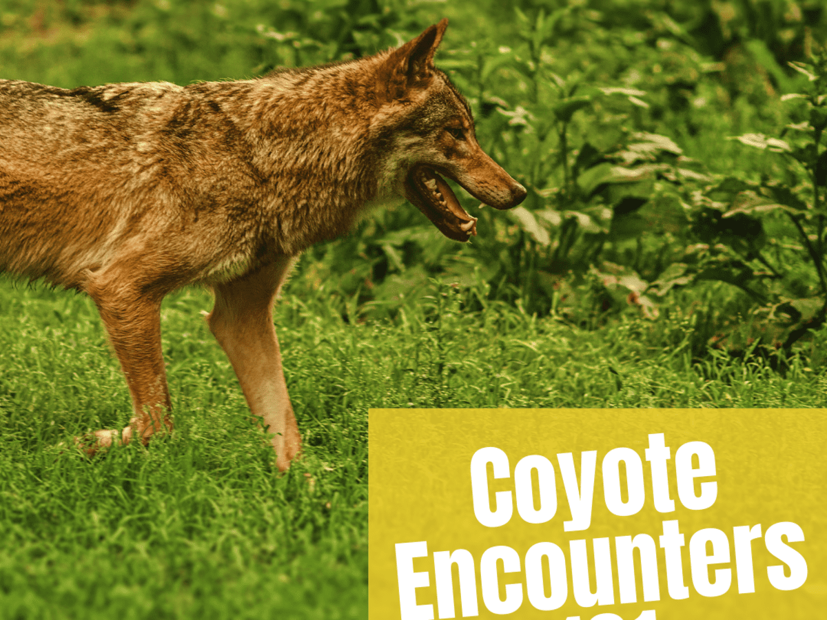 what to do if you see a coyote while walking your dog