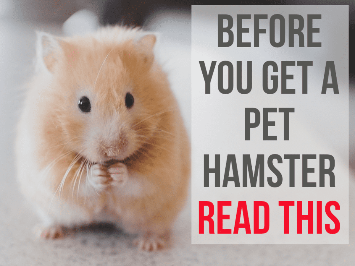 5 Reasons Not to Get a Pet Hamster - PetHelpful