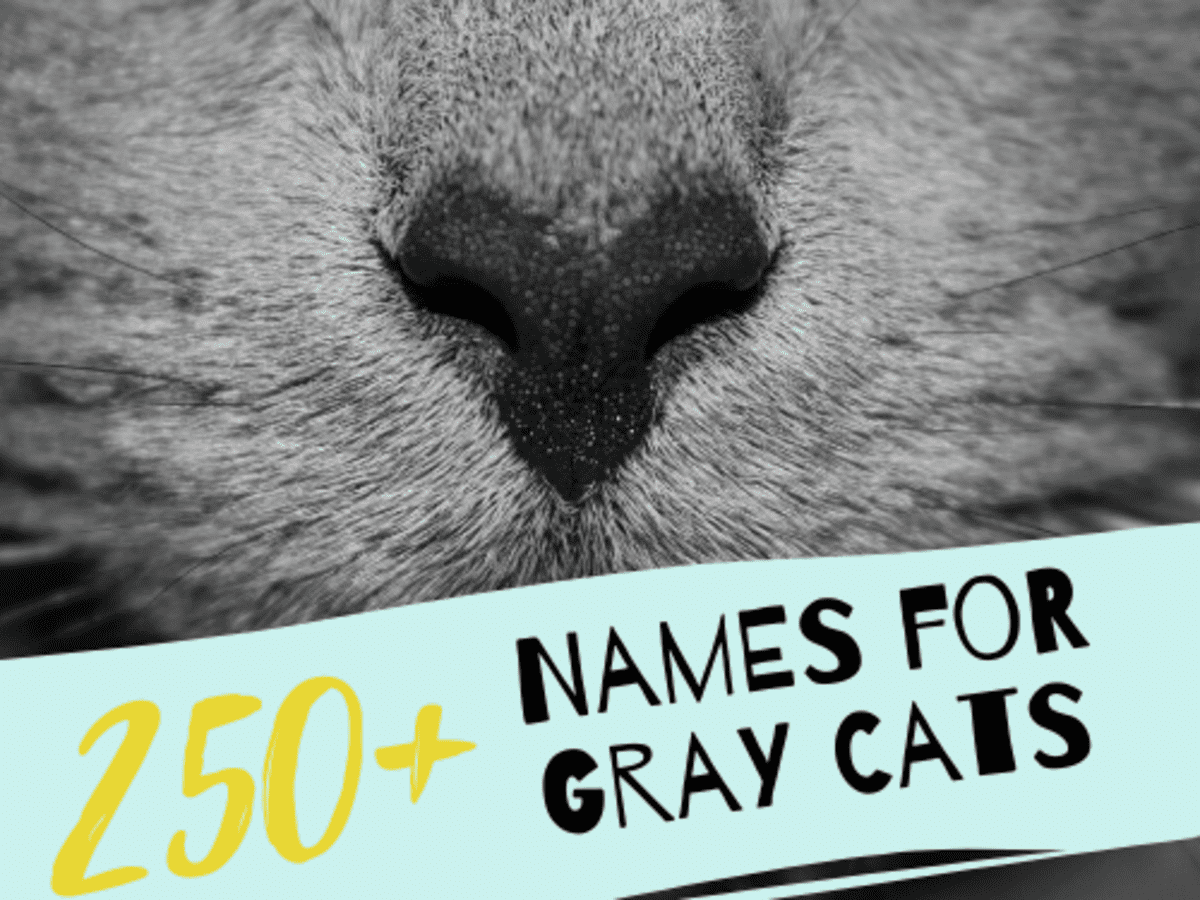 calm cat names