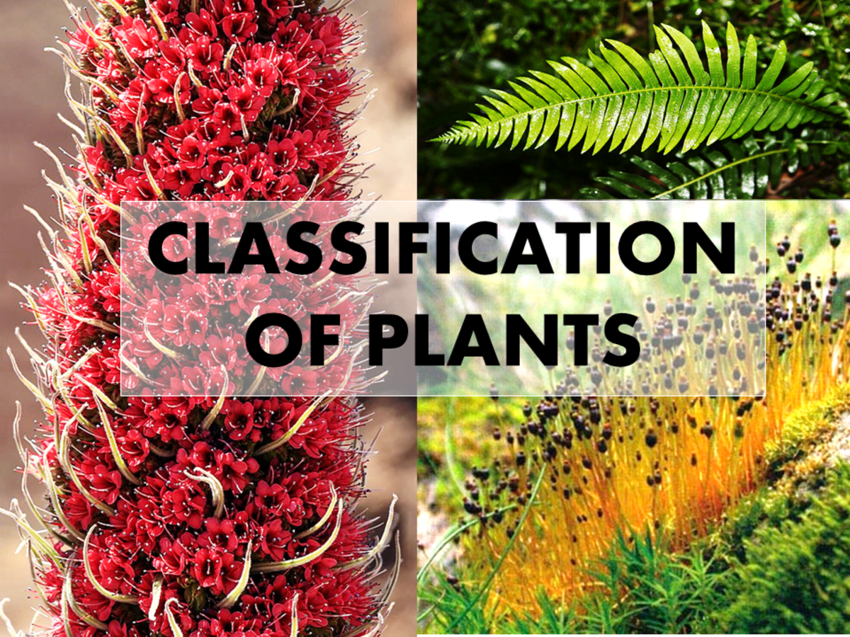 4 Types of Plants (Kingdom Plantae) - Owlcation