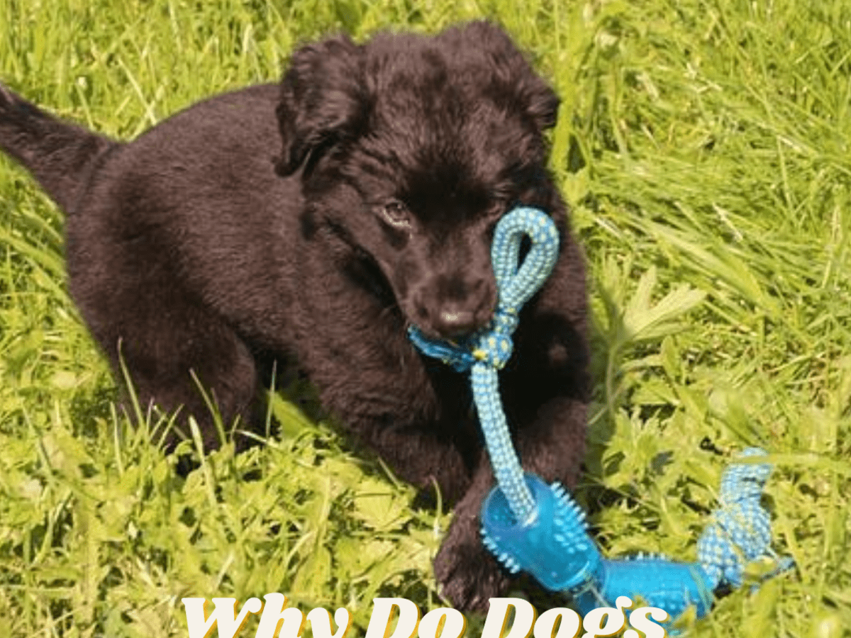 Why Do Dogs Shake Their Toys Unlocking The Underlying Reasons Pethelpful